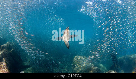 Vedute sottomarine californiano di leoni di mare, Zalophus californianus, ed Esca pesci nel mare di Cortes. Foto Stock