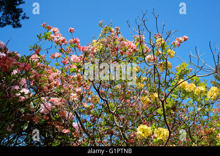 Rosa e giallo rododendri in legno brentry a Sir Harold hillier giardini in Inghilterra a Romsey Regno Unito Foto Stock