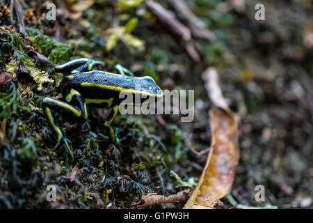 Poison dart frog (noto anche come dart-poison frog, veleno rana o precedentemente noto come veleno rana freccia) fotografato in Amazzonia Foto Stock