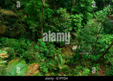 La foresta pluviale, Taman Negara national park, Penang, Malaysia Foto Stock