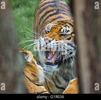 Maschio di tigre di Sumatra ringhiando al suo compagno in lo Zoo di Londra, Regno Unito. Foto Stock