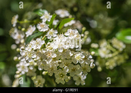 ALISIER BLANC SORBIER OU DES ALPES Foto Stock