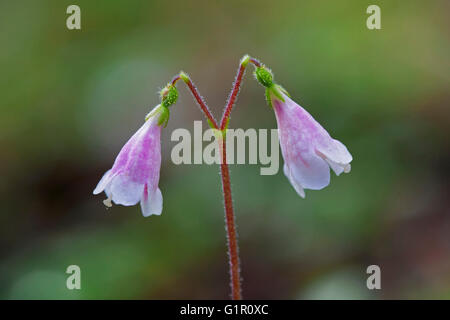 Twinflower / twin fiori / vite di massa (Linnaea borealis) fioritura Foto Stock