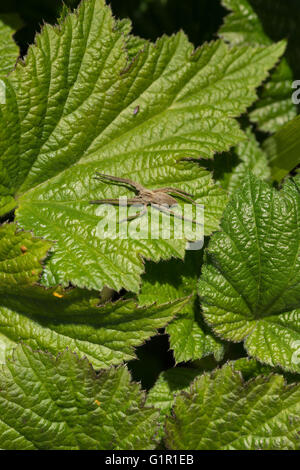 Tibellus oblongus erba spider in attesa su foglia anemone pronto a balzare sul primo volo che atterra Foto Stock