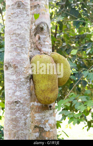 Durian maturi frutti pendenti su albero Foto Stock