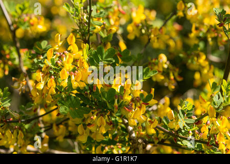 Goodia lotifolia fiore e i fiori di pisello giallo-arbusto a fioritura Fabaceae punta dorata simile a gorse fiore Foto Stock