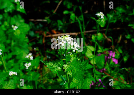 Ortica IN FIORE Foto Stock