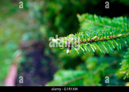 CONIFERE Foto Stock