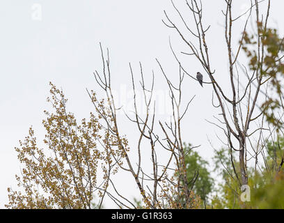 Eurasian Hobby, Svezia (Falco Subbuteo®) Foto Stock