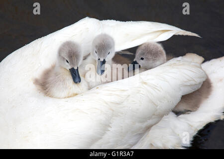 Mute Swan Cygnus olar con una famiglia di cygnet appena nati che cavalcano sul dorso di un adulto Foto Stock