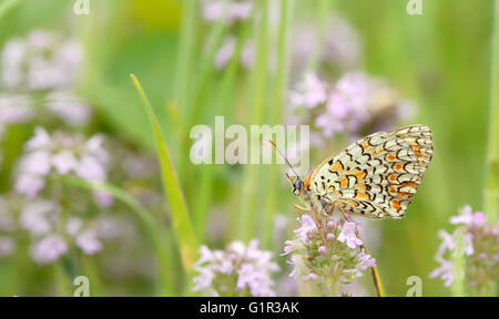 Farfalla monarca in appoggio su di un fiore di colore viola Foto Stock