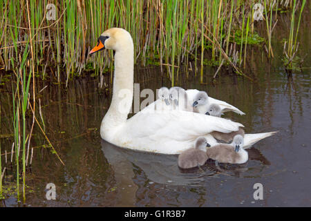 Mute Swan Cygnus olar con una famiglia di cygnet appena nati che cavalcano sul dorso di un adulto Foto Stock