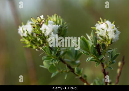 Salice strisciante (Salix repens) femmina amenti. Pelosità lanuginosa intorno finito di fiori sul basso arbusto crescente in famiglia Salicaceae Foto Stock