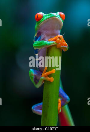 Red-Eyed Raganella in Costa Rica rain forest Foto Stock