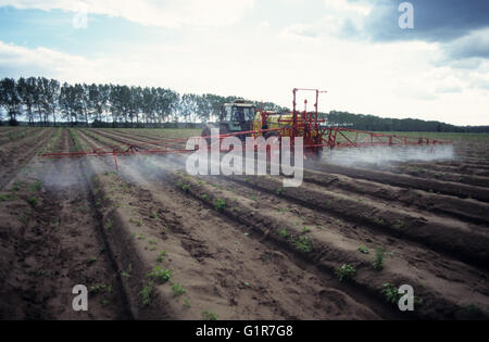 Germania, pesticidi e diserbanti applicazione nel campo aspargarus nel Brandeburgo, trattore Fendt con macchina di spruzzatura Foto Stock