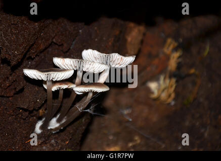 Marrone e bianco senza branchie funghi (funghi) che cresce su un ceppo di albero Foto Stock