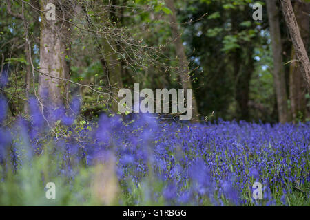 Inglese Bluebells fiore nel bosco della Cornovaglia Foto Stock