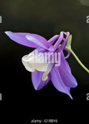 Aquilegia molla magico blu e bianco (Aquilegia alpina) Foto Stock