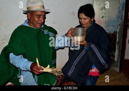 Shaman - Bere San Pedro impianto ( bevanda Allucinogeni ) per ' Limpia ' ( Fede guarigione ) in Sapalache ' Las Huaringas ' Foto Stock