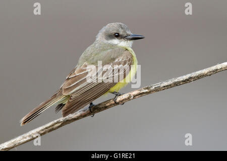 Tropical Kingbird - Tyrannus melancholicus - per adulti Foto Stock