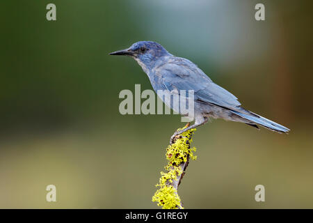 Pinyon Jay - Gymnorhinus cyanocephalus - per adulti Foto Stock