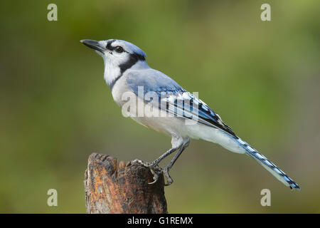 Blue Jay - Cyanocitta cristata - per adulti Foto Stock