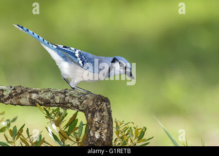 Blue Jay - Cyanocitta cristata - per adulti Foto Stock