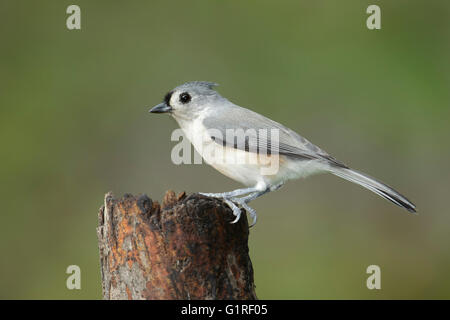 Cincia tufted - Baeolophus bicolor - per adulti Foto Stock