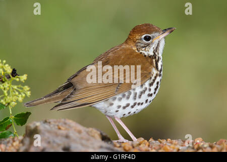 Legno tordo - Hylocichla mustelina - femmina adulta Foto Stock