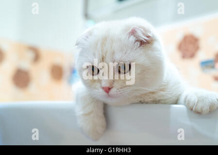 Scottish Fold gattino giacente nel lavandino in bagno Foto Stock