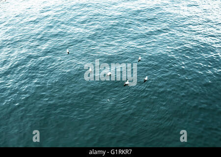 Gabbiani nuoto su Halic/Istanbul Foto Stock