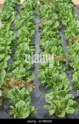 Lattuga giovane in righe sulla pellicola nera Foto Stock