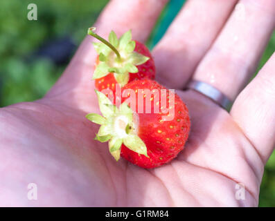 Due fragole, fragaria ananassa su una mano di donna Foto Stock