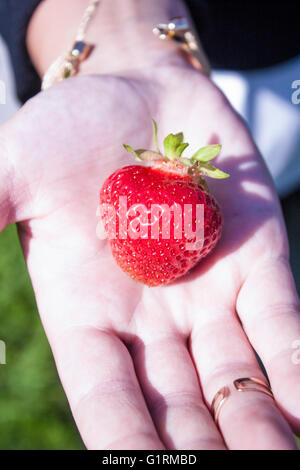 Rosso fragola, fragaria ananassa su una mano di donna Foto Stock