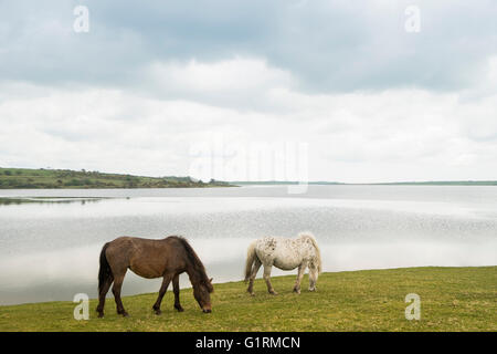 Foto di Lago colliford Foto Stock