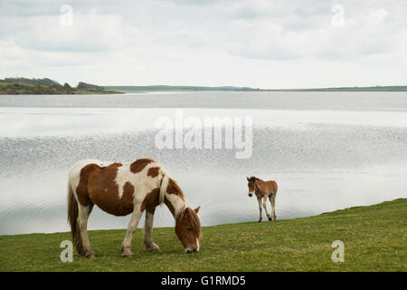 Foto di Lago colliford Foto Stock