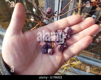 Manciata di secche Uve viola, in un giardino di vino Foto Stock