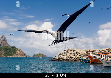 Magnifica Frigatebird (Fregata magnificens), Fernando de Noronha, Brasile Foto Stock