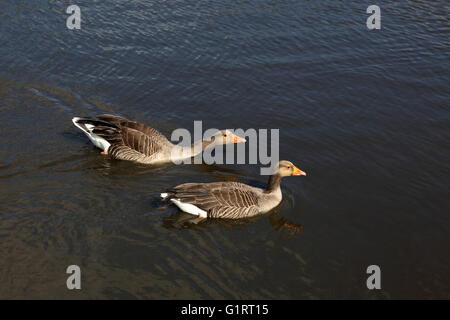 Coppia di oche Graylag paddling graziosamente sul lago Foto Stock