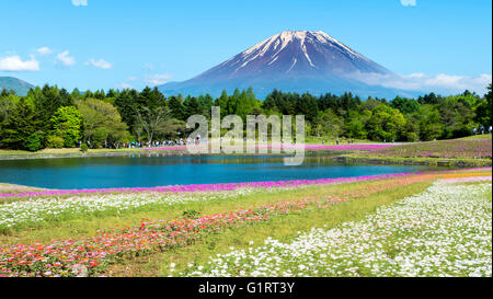 La Fuji con il campo di muschio rosa al festival Shibazakura, Yamanashi, Giappone Foto Stock