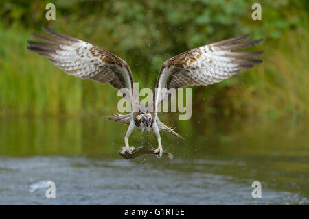 Falco pescatore (Pandion haliaetus) in volo con la preda, la trota arcobaleno (Oncorhynchus mykiss), Tampere, Finlandia occidentale, Finlandia Foto Stock