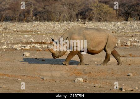 Gancio a labbro o rinoceronte rinoceronte nero (Diceros simum), Chudop, il Parco Nazionale di Etosha, Namibia Foto Stock