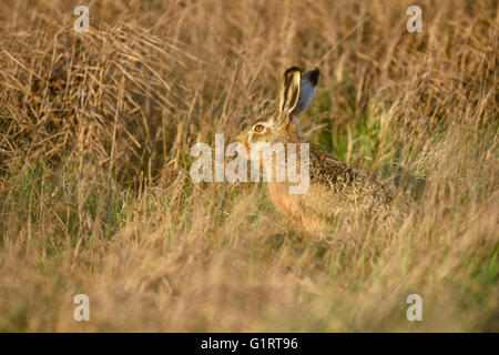 Lepre (Lepus europaeus) seduto in erba alta, nel Parco Nazionale del lago di Neusiedl, Burgenland, Austria Foto Stock