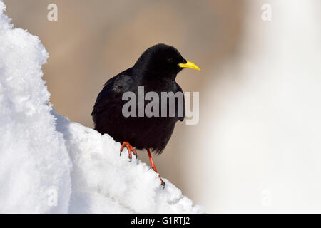 Gracchio alpino (Pyrrhocorax graculus) seduta nella neve, Canton Vallese, Svizzera Foto Stock