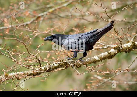 Corvo Imperiale (Corvus corax) seduta nella struttura ad albero sul ramo, Canton Giura, Svizzera Foto Stock