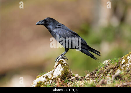 Corvo Imperiale (Corvus corax) seduto sulla pietra, Canton Giura, Svizzera Foto Stock