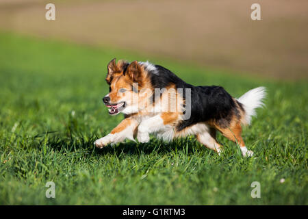 Mixed-razza cane, mongrel in esecuzione in prato, Tirolo del nord, Austria, Europa Foto Stock