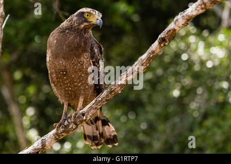 In montagna o Hawk-Eagle Hodgson's Hawk-Eagle (Nisaetus Nipalensis), Wilpattu National Park, Sri Lanka Foto Stock