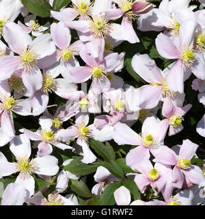 I fiori di colore rosa pallido di Clematis Montana Rubens in un giardino Alsager Cheshire England Regno Unito Regno Unito Foto Stock