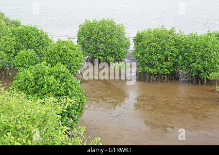 Alberi di mangrovie lungo il litorale durante la bassa marea in Goa, India. Foto Stock